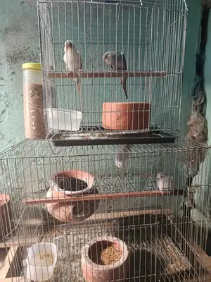 সুন্দর ২ জোরা বাজরিগার পখি বিক্রি করা