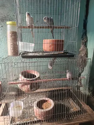 সুন্দর ২ জোরা বাজরিগার পখি বিক্রি করা