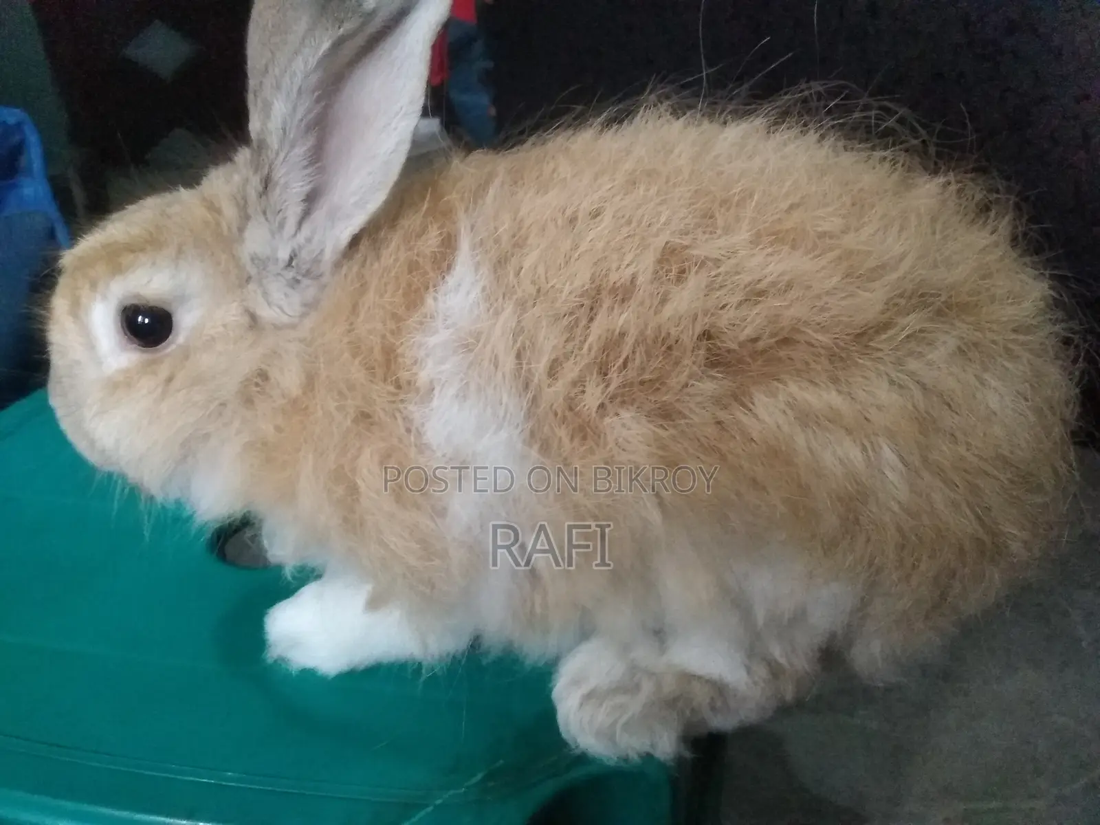 Angora Rabbit