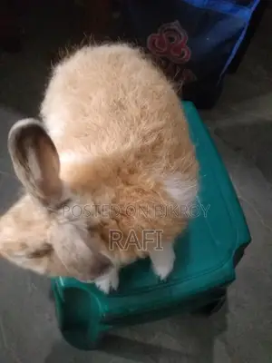 Angora Rabbit