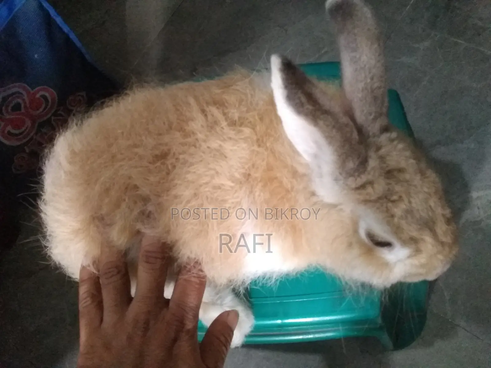Angora Rabbit