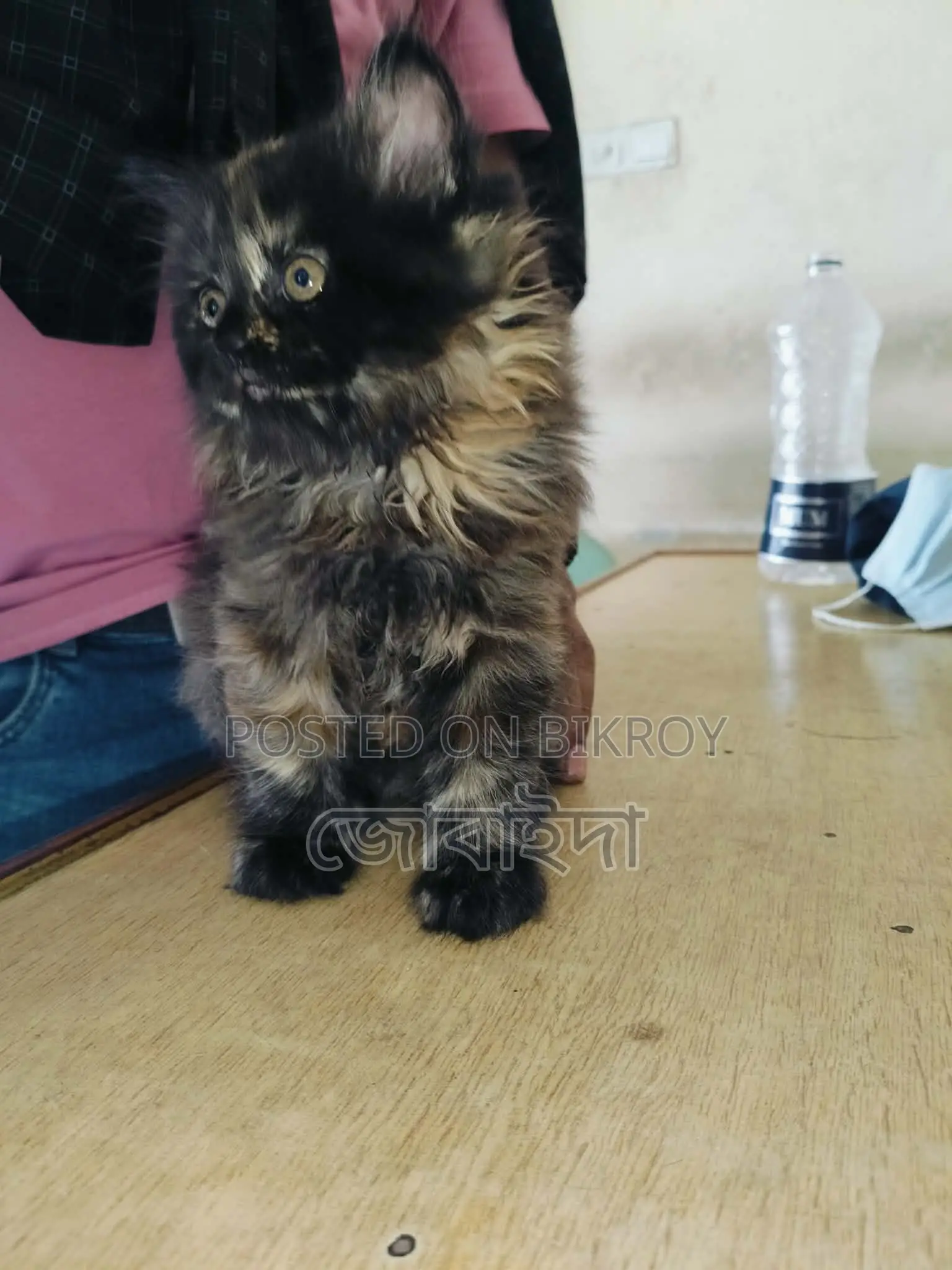 Pure Persian female cat for sale. No issues.