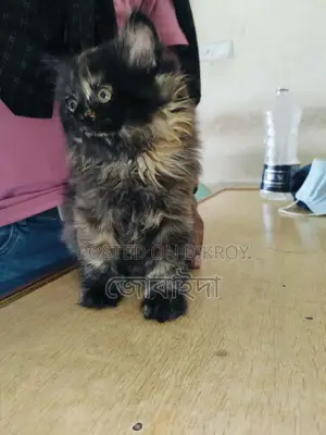 Pure Persian female cat for sale. No issues.