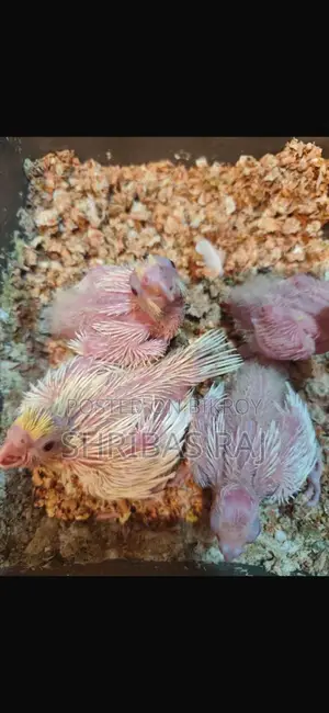 Lutino fully active baby bird