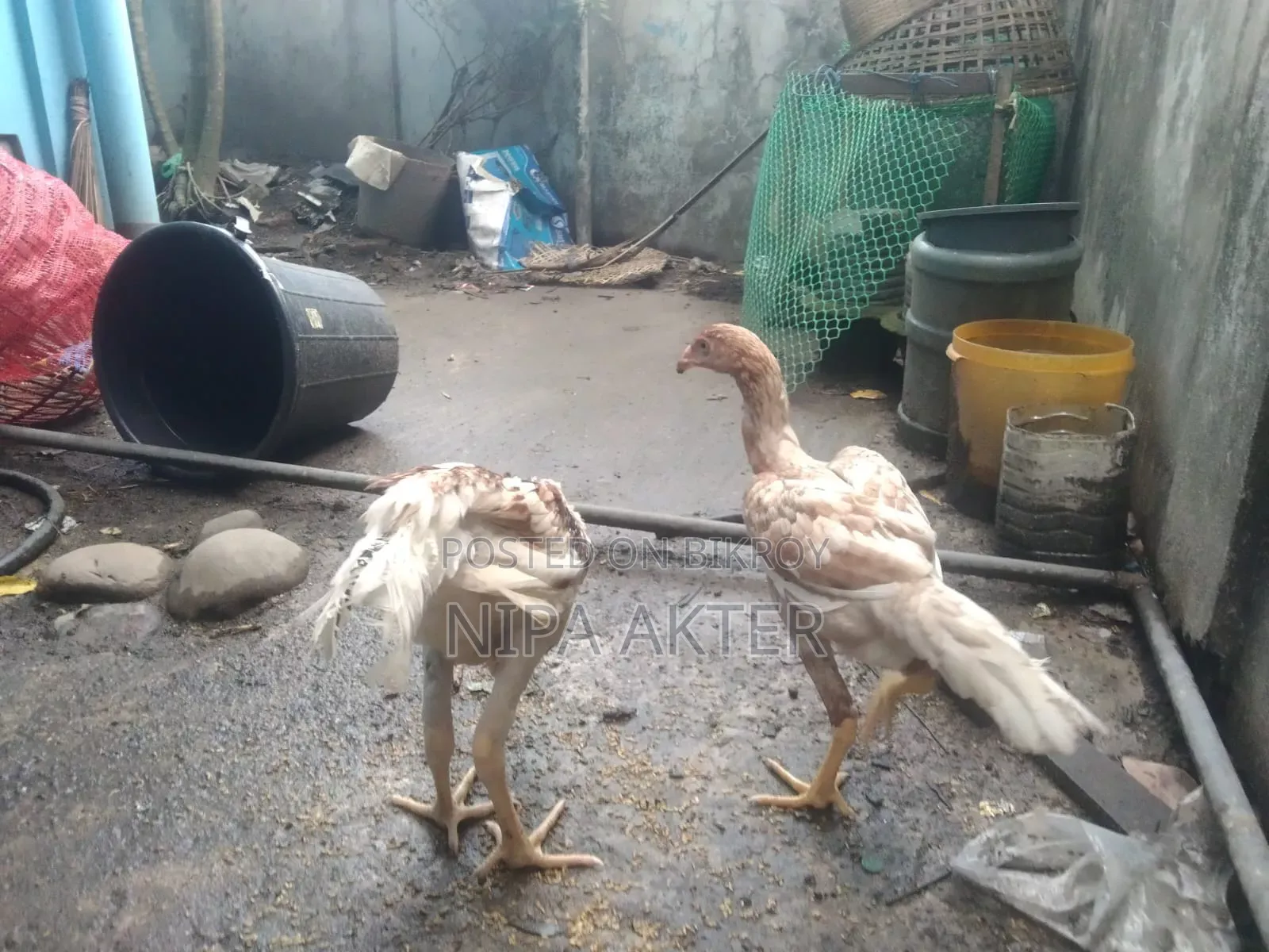 Mirror Pair for Sale