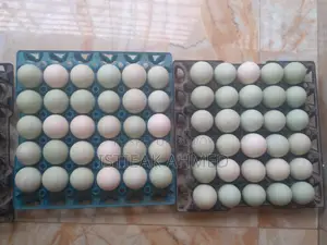 Duck Eggs