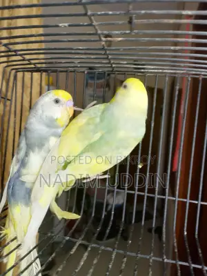 Clear Wing Pied Breeding Pair