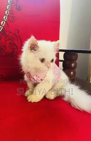 পিওর পার্সিয়ান বিড়াল ছেলে ৫ মাস পটি ট্রেইন্ড