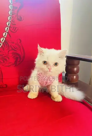 Pure Persian Male Kitten 5 Months Potty Trained