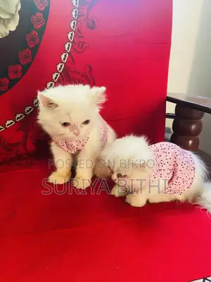 Pure Persian Male Kitten 5 Months Potty Trained