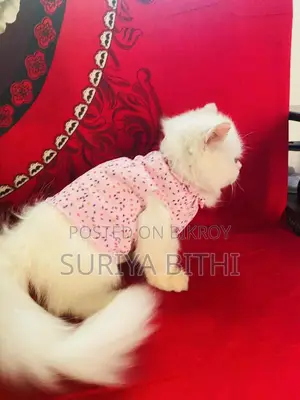 Pure Persian Male Kitten 5 Months Potty Trained