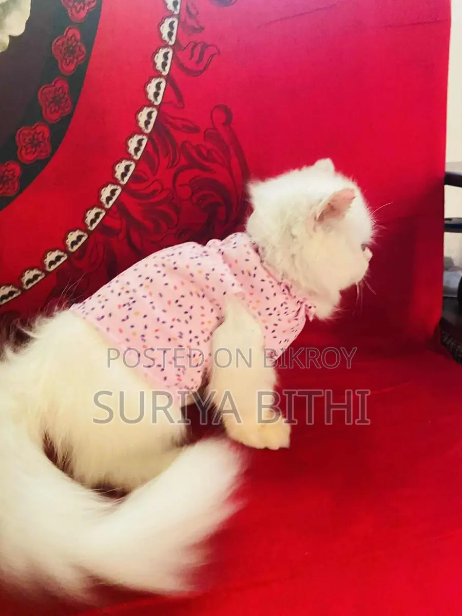Pure Persian Male Kitten 5 Months Potty Trained