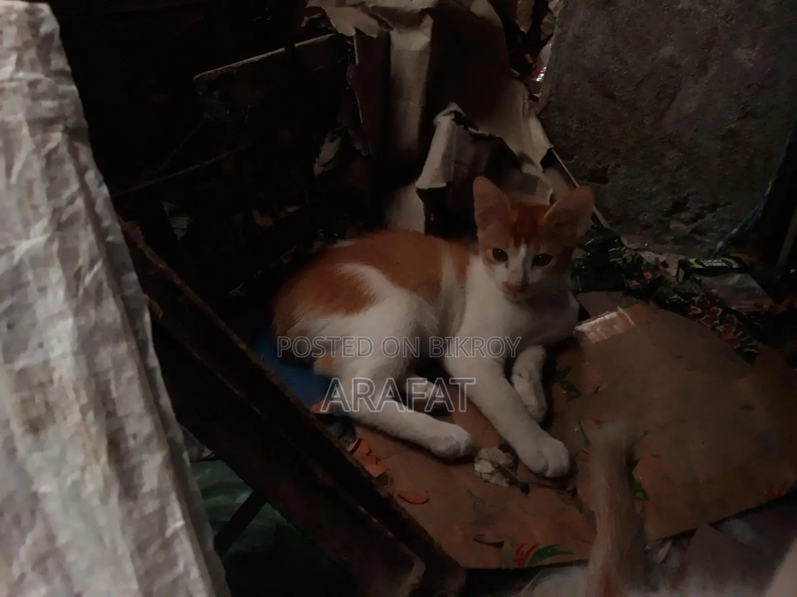 1-3 Months Male Mixed Breed Cat