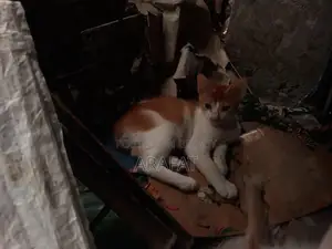 1-3 Months Male Mixed Breed Cat