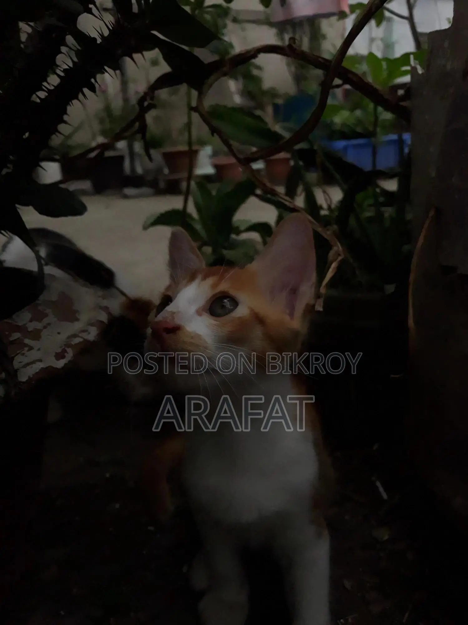 1-3 Months Male Mixed Breed Cat