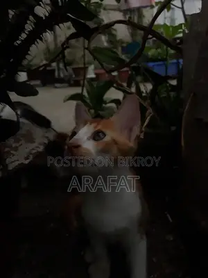 1-3 Months Male Mixed Breed Cat