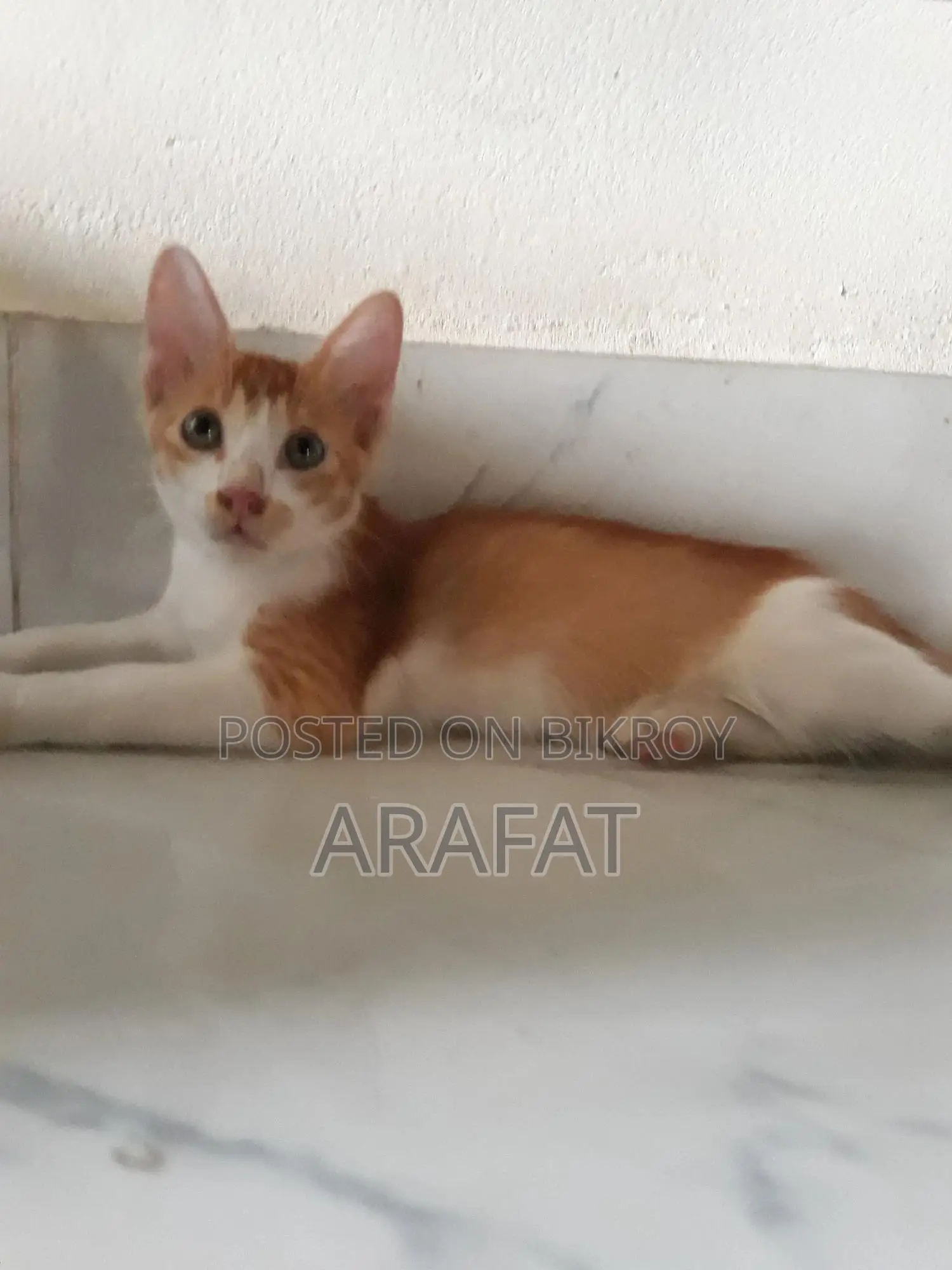 1-3 Months Male Mixed Breed Cat
