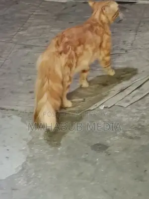 Persian Cat