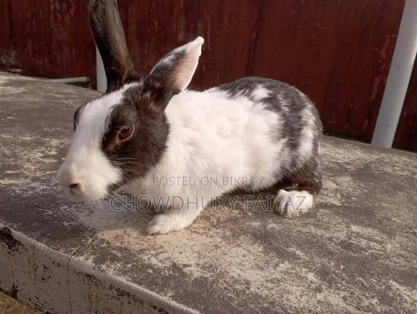 Selling running female rabbit