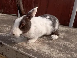 Selling running female rabbit