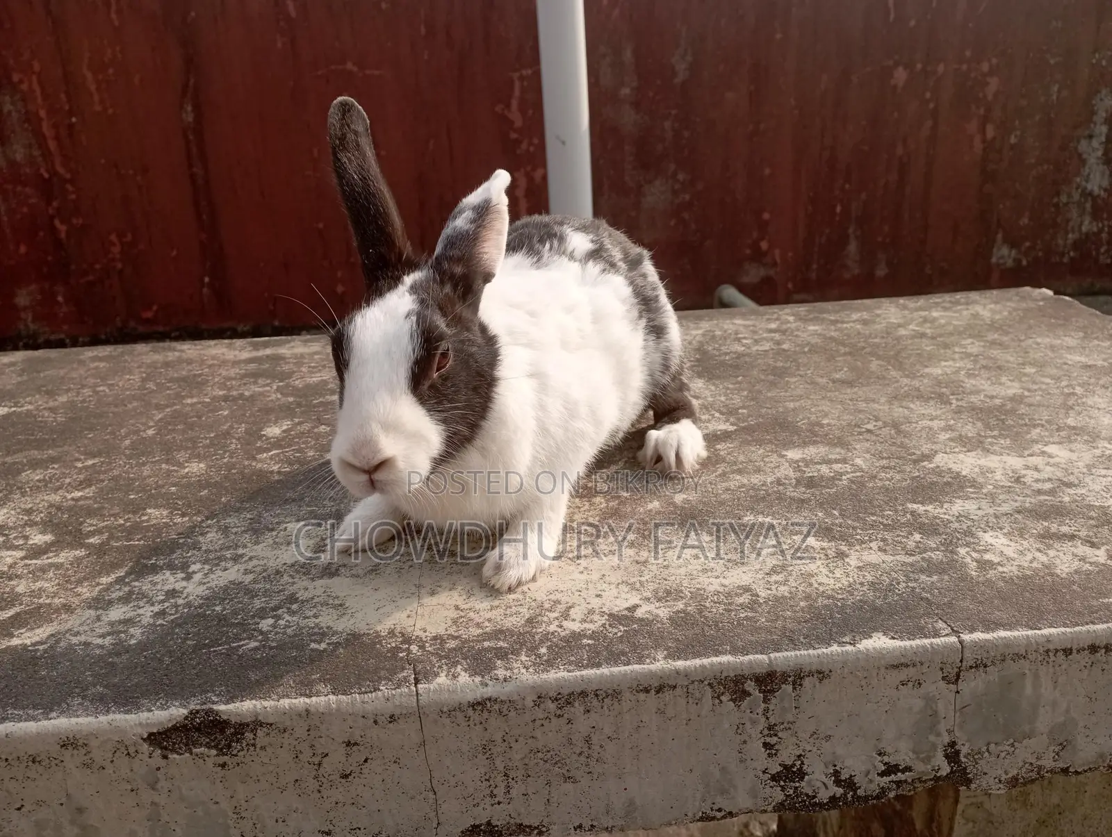 Selling running female rabbit