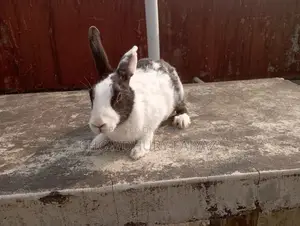 Selling running female rabbit