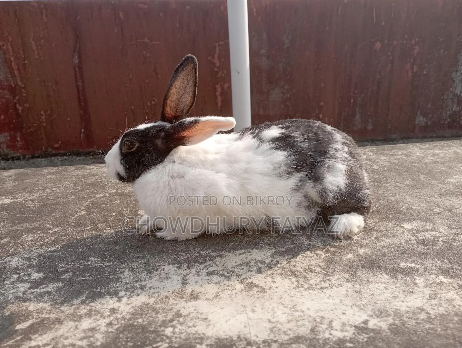 Selling running female rabbit