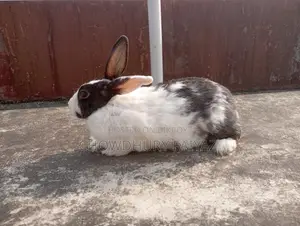Selling running female rabbit