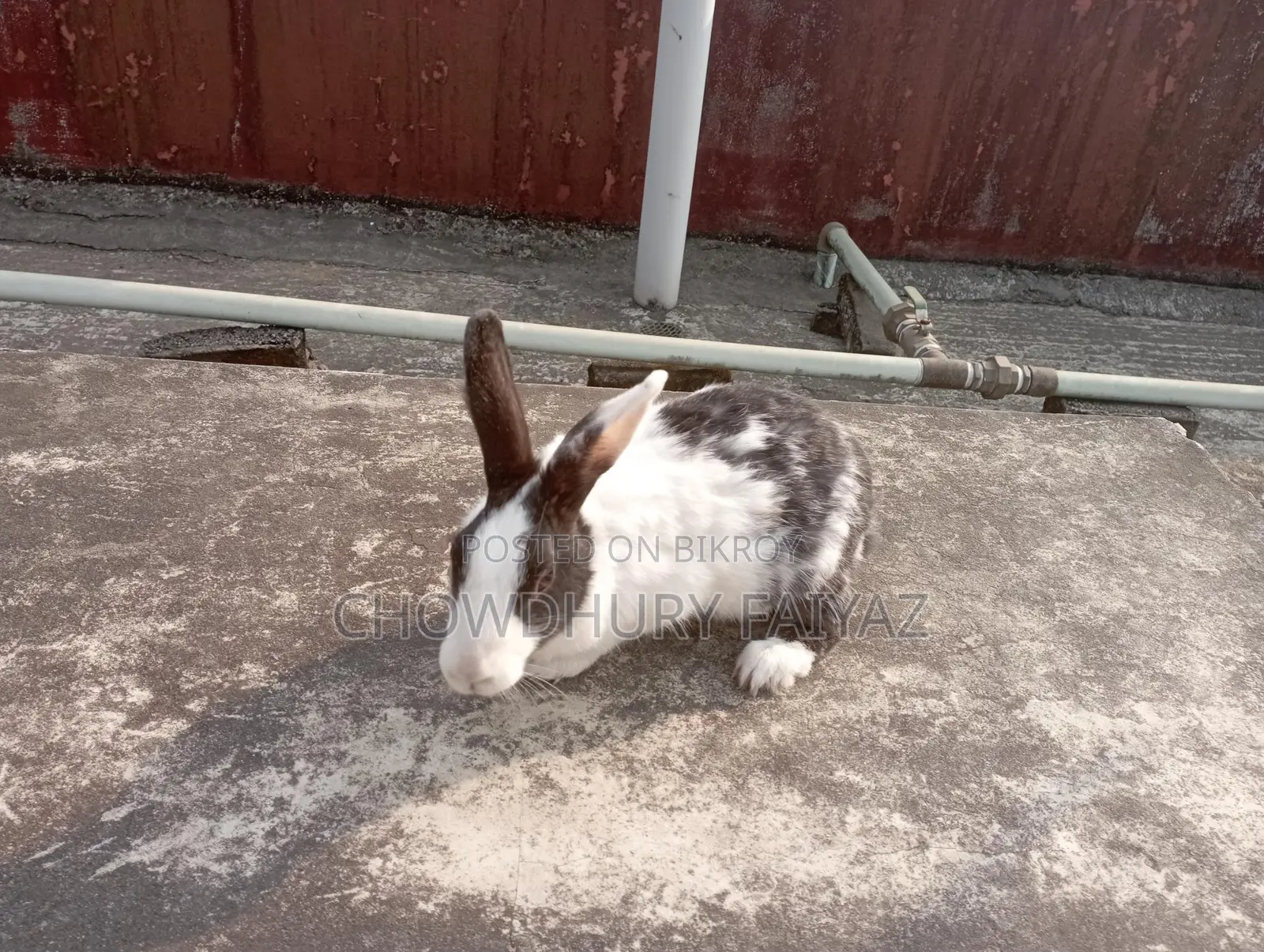 Selling running female rabbit