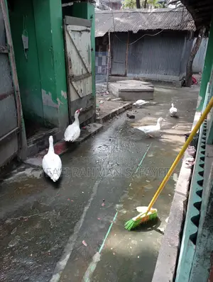 হাস বিক্রয়