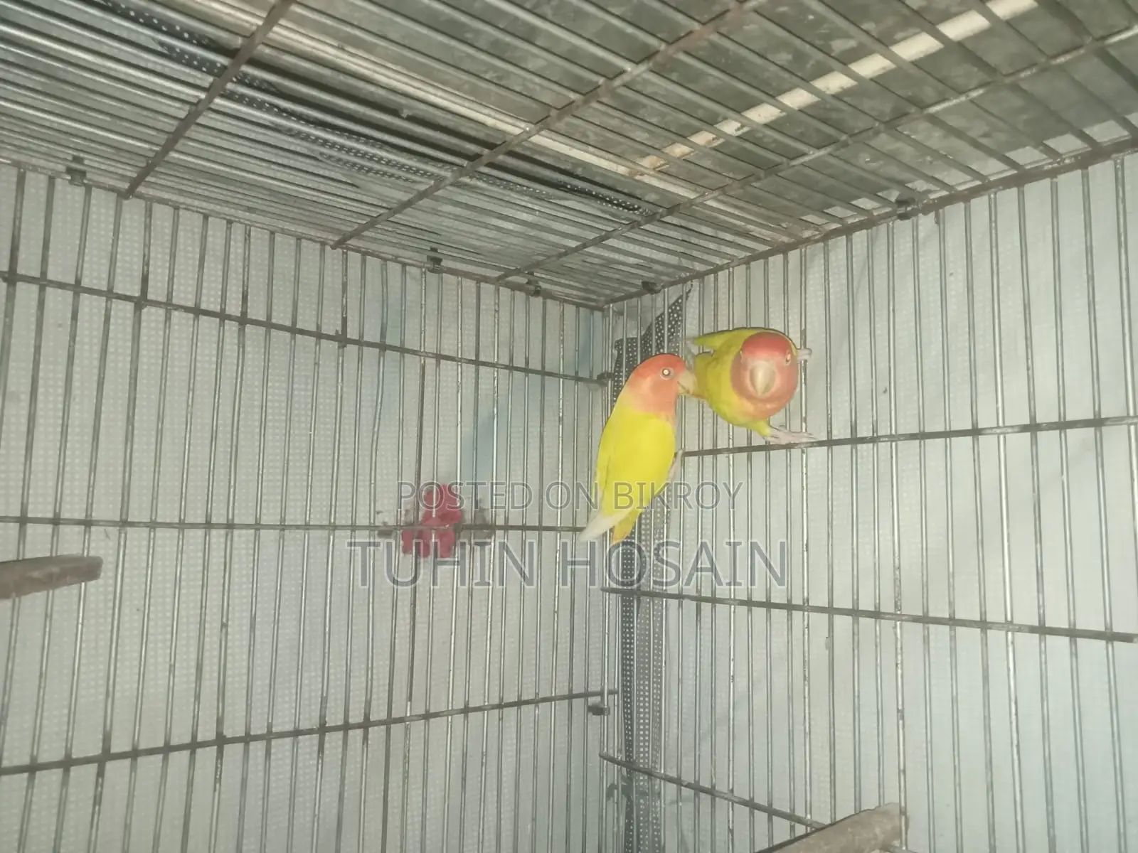 Love Bird