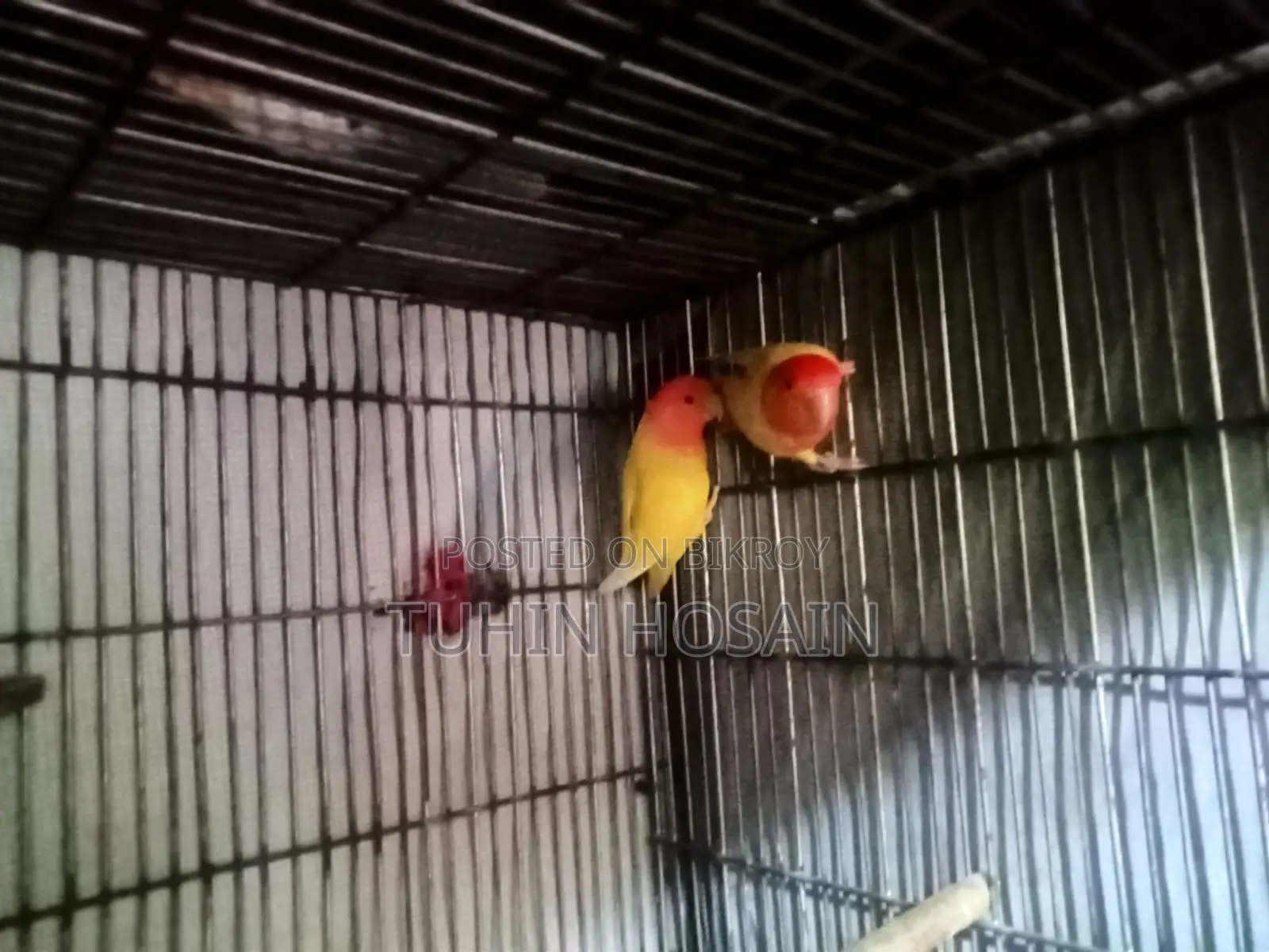Love Bird