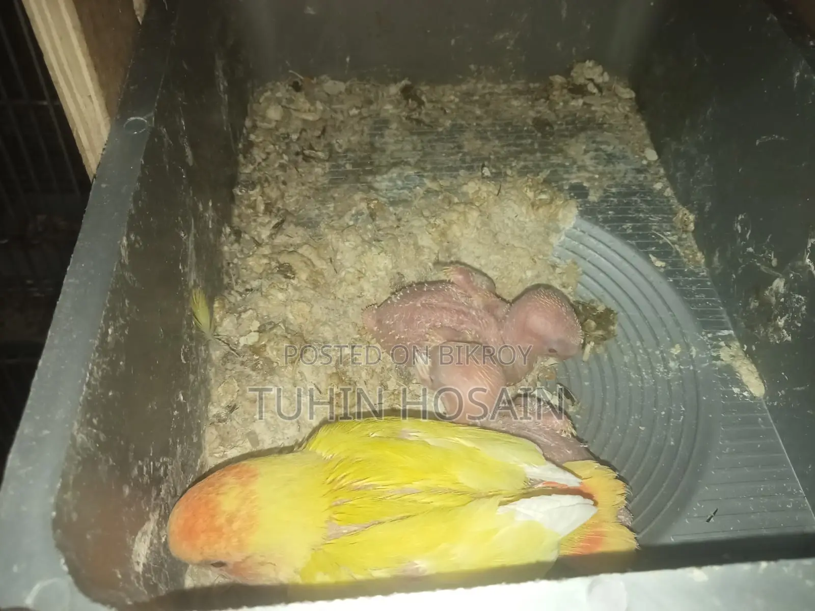 Love Bird