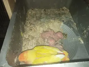 Love Bird
