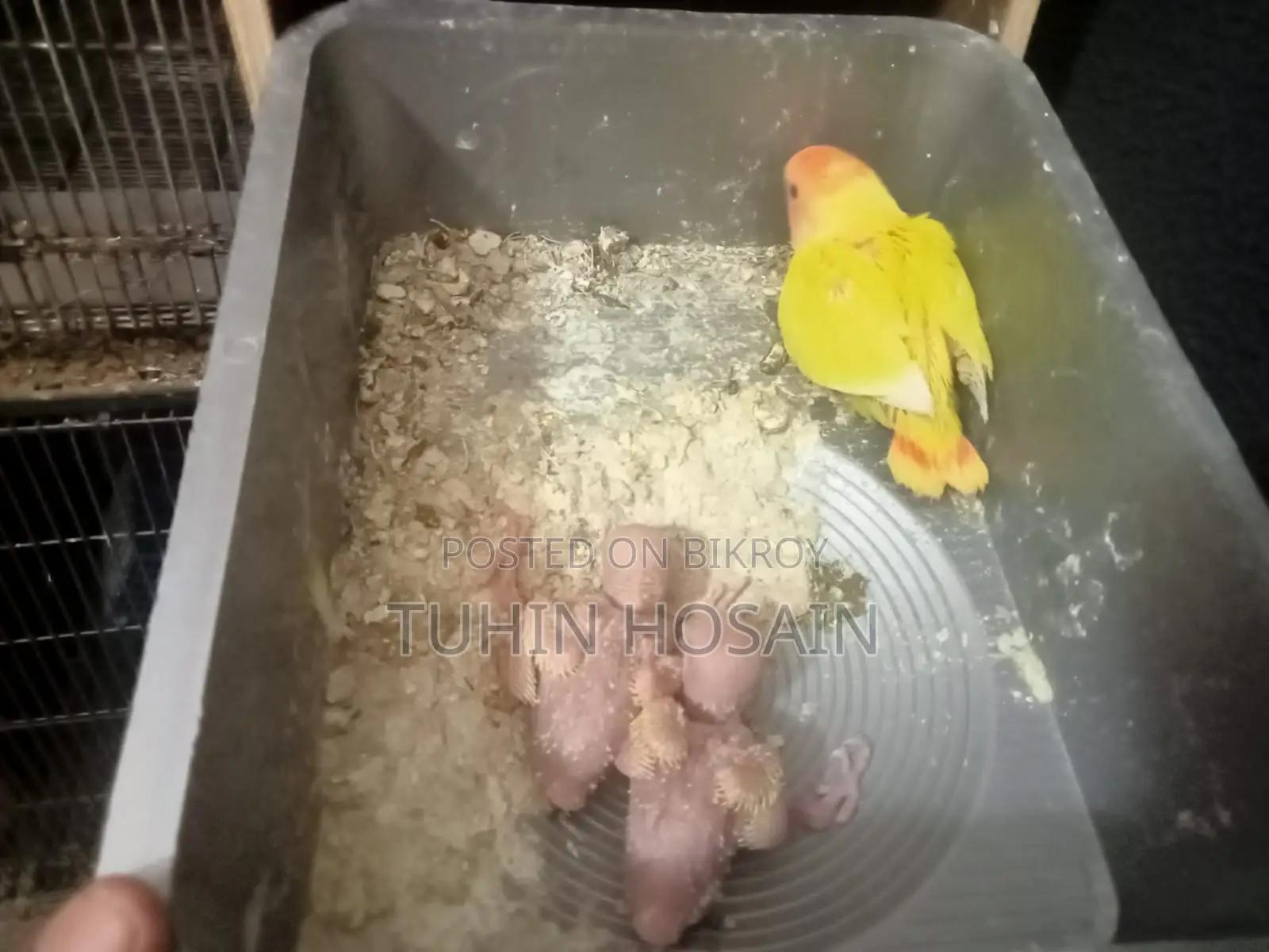Love Bird