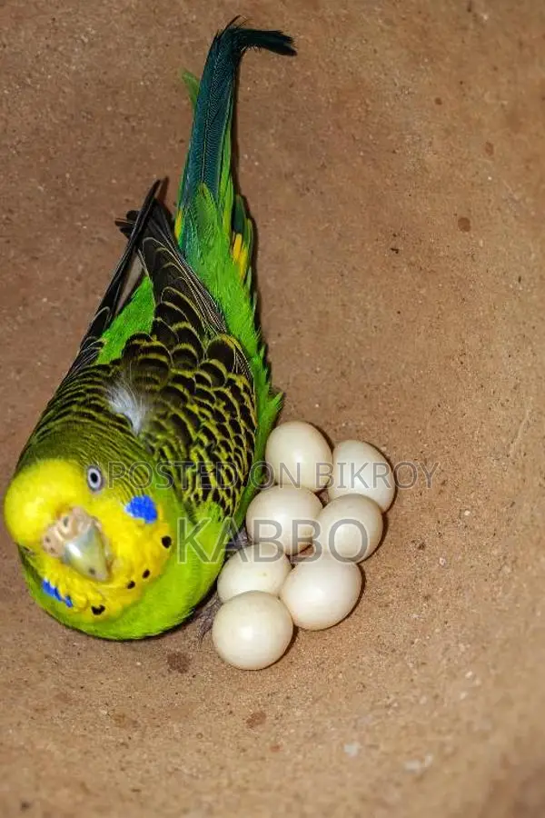 A pair of running Budgies that everyone will love