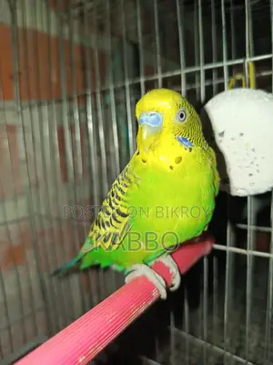 A pair of running Budgies that everyone will love