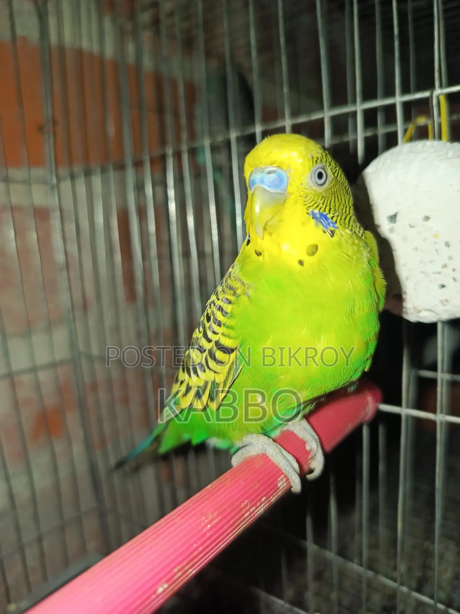 A pair of running Budgies that everyone will love