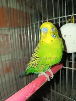A pair of running Budgies that everyone will love