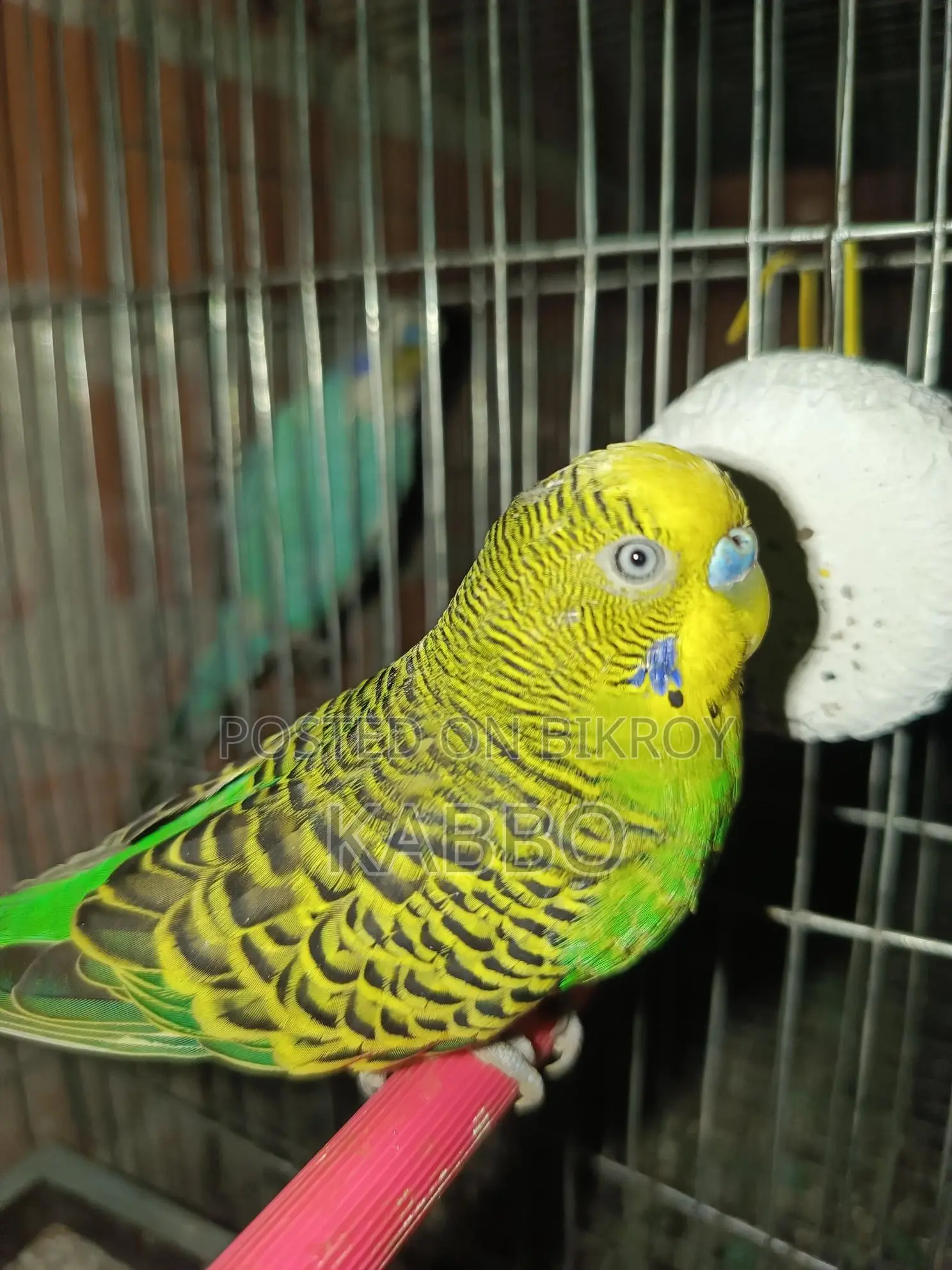A pair of running Budgies that everyone will love