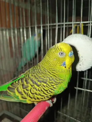 A pair of running Budgies that everyone will love