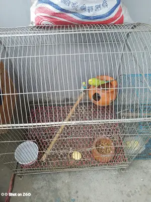 Budgerigar Birds