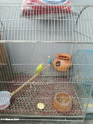 Budgerigar Birds
