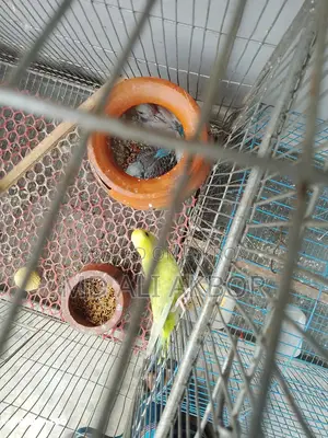 Budgerigar Birds