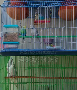 Albino Cocatel Paki