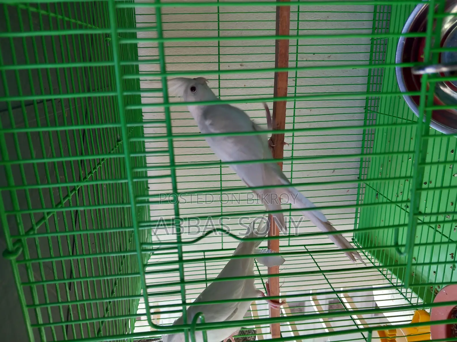 Albino Cocatel Paki