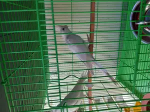 Albino Cocatel Paki