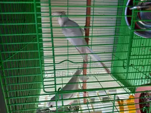 Albino Cocatel Paki