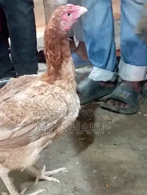 ফাইটার মুরগি।