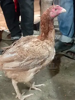 ফাইটার মুরগি।